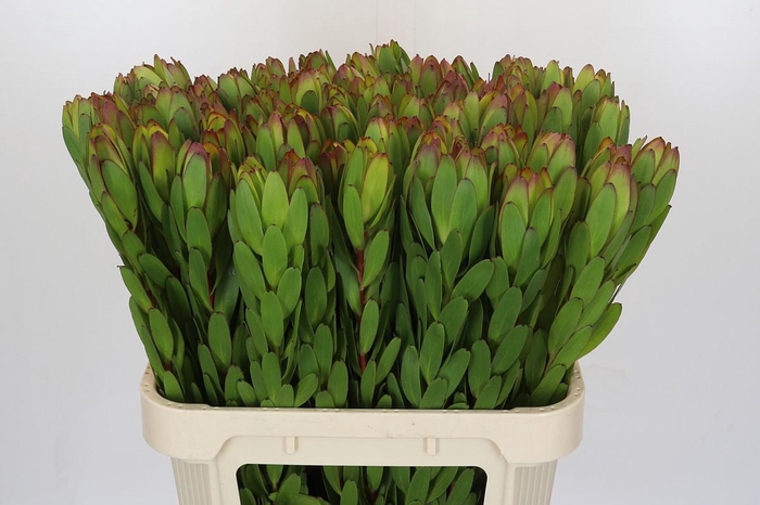 <h4>Leucadendron Goldstrike</h4>