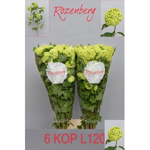 VIBURNUM ROSEUM ST