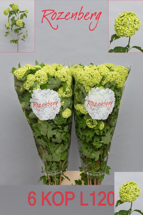 <h4>VIBURNUM ROSEUM ST</h4>