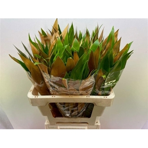 Grevi Baileyana 60 Cm