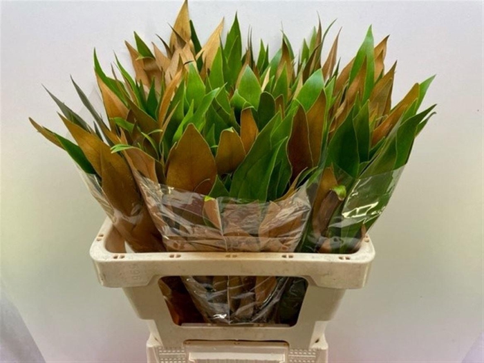 <h4>Grevi Baileyana 60 Cm</h4>