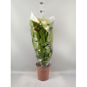 Anthurium andr. 'Fantasy Love'