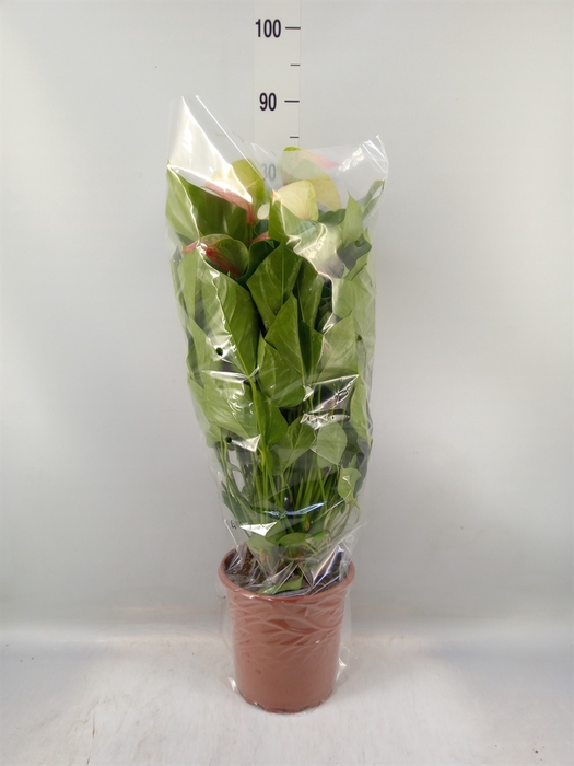<h4>Anthurium andr. 'Fantasy Love'</h4>