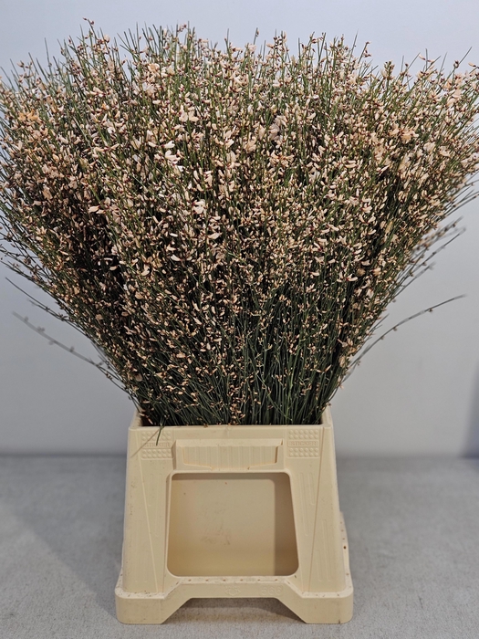 <h4>GINGSTER PB APRICOT</h4>