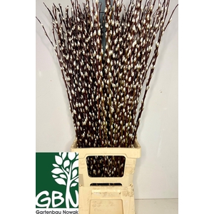 Salix Wilgenkatjes
