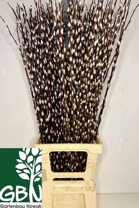 <h4>SALIX WILGENKATJES</h4>