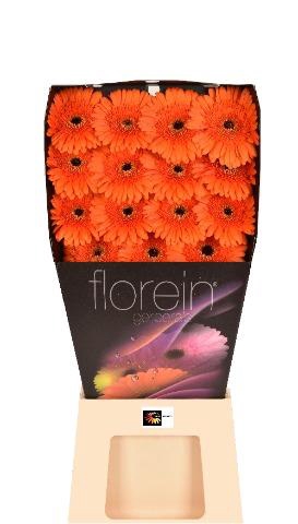 <h4>Gerbera Capella Diamond</h4>