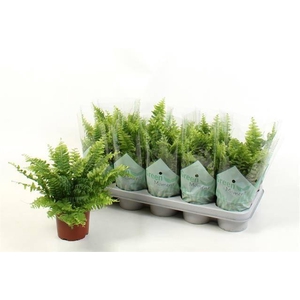 NEPHR EX GREEN MOMENTS P12