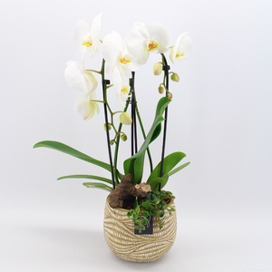 PHAL-2410 Phalaenopsis creatie