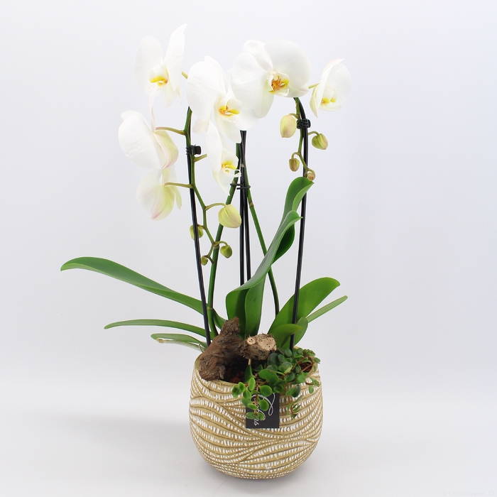 <h4>PHAL-2410 Phalaenopsis creatie</h4>