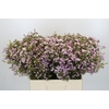 Chamelaucium Dancing Queen