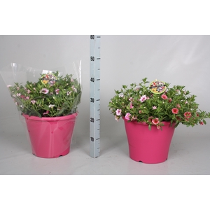 CALIB MINIF GEM POT