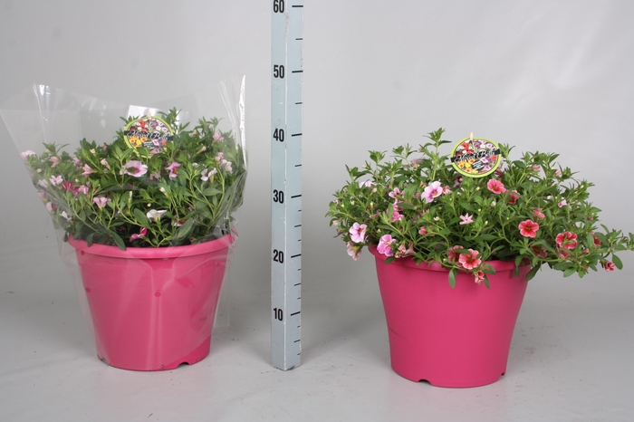 <h4>CALIB MINIF GEM POT</h4>