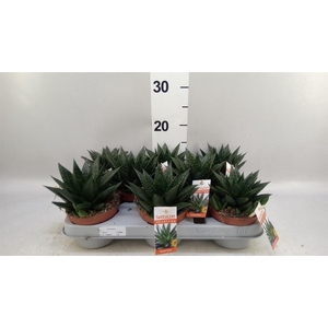 Gasteria