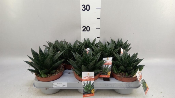 <h4>Gasteria</h4>