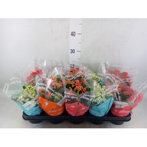 Kalanchoe blos.   ..rosebud mix