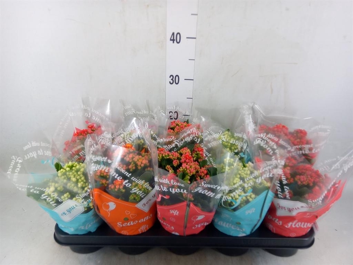 <h4>Kalanchoe blos.   ..rosebud mix</h4>