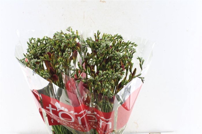 <h4>Fr En Red Passion</h4>