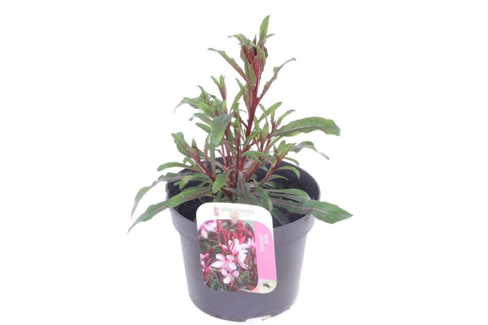 <h4>Gaura Gaudi Rose</h4>