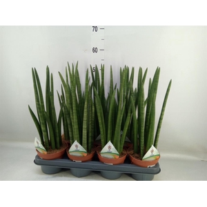 Sansevieria cyl.  ...