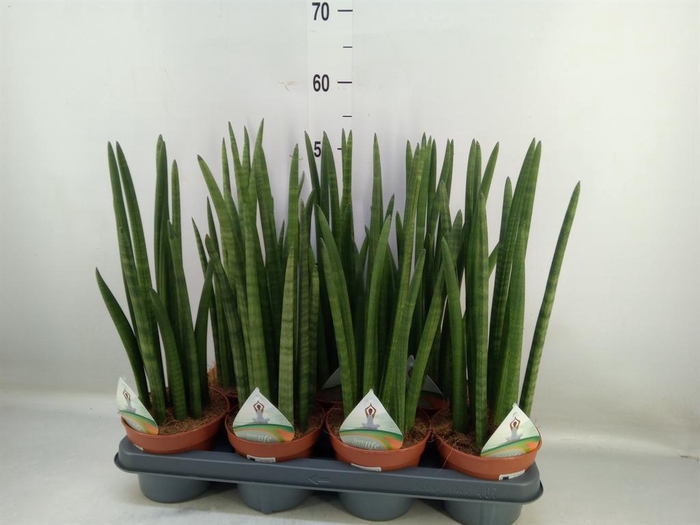 <h4>Sansevieria cyl.  ...</h4>