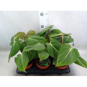 Philodendron gloriosum