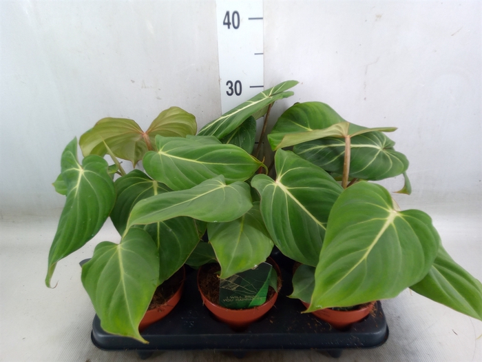 <h4>Philodendron gloriosum</h4>