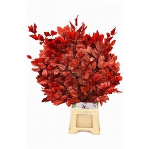 DECORGROEN KLB BS H%