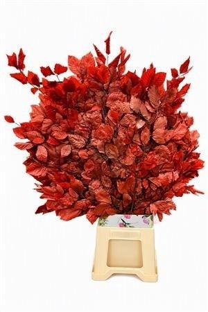 <h4>DECORGROEN KLB BS H%</h4>