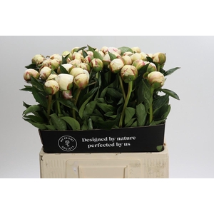Paeonia Mary E. Nicholls