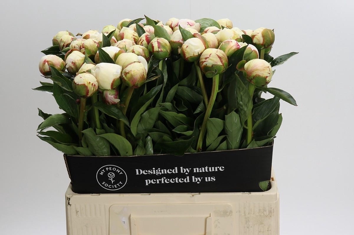 <h4>Paeonia Mary E. Nicholls</h4>