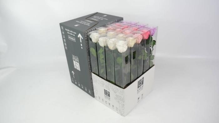 <h4>Rosa Preserved Stem 50cm Rainbow Mix Spring Pink</h4>