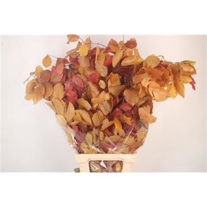 Stabi Beuk Autumn Mix Per Bunch