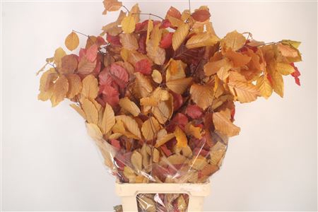<h4>Stabi Beuk Autumn Mix Per Bunch</h4>