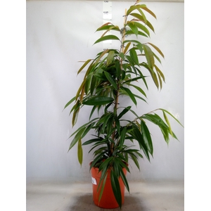 Ficus binn. 'Amstel King'