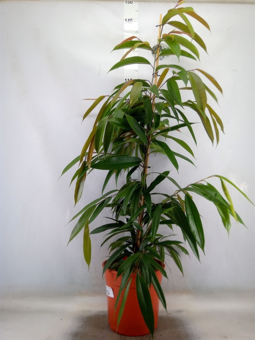 <h4>Ficus binn. 'Amstel King'</h4>