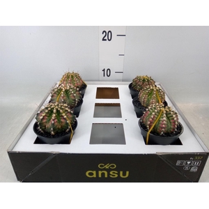 Gymnocalycium mihanov. 'Japan'  mix