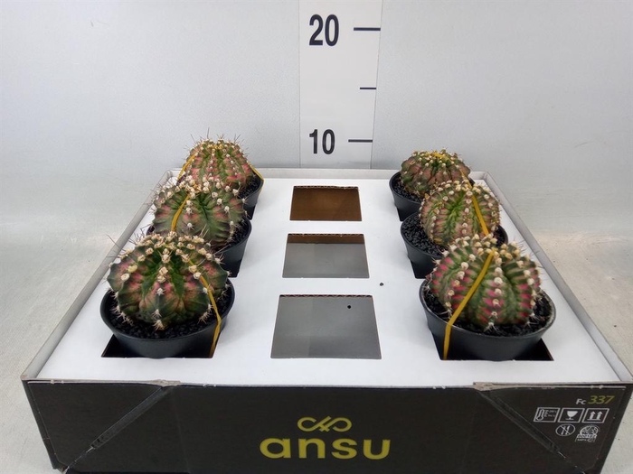 <h4>Gymnocalycium mihanov. 'Japan'  mix</h4>