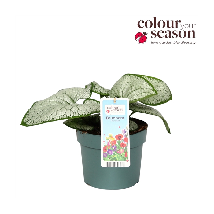 <h4>Brunnera Silver Heart P19</h4>