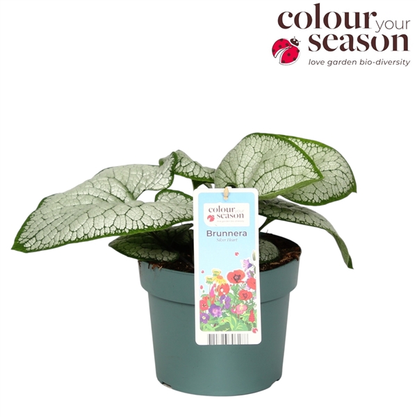 Brunnera Silver Heart P19