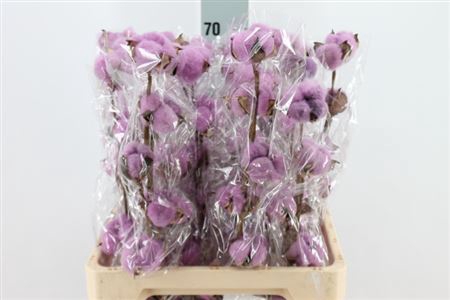 <h4>Katoen Cotton Milka 6 Head</h4>