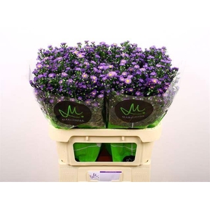 ASTER TEENY TINY BLUE 30 GR.