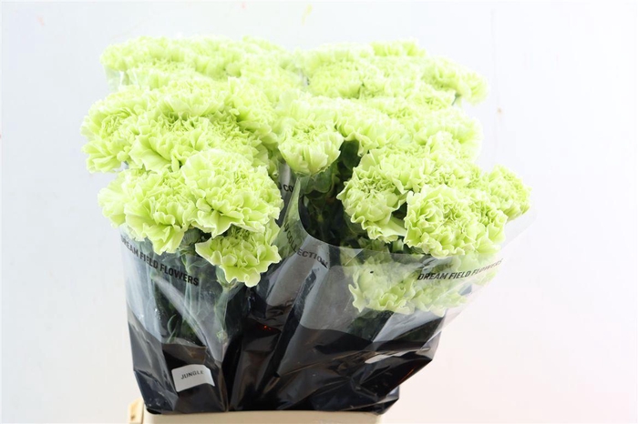 <h4>Di St Jungle</h4>