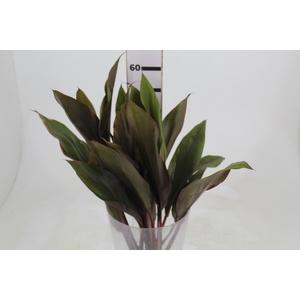 FOLHAGEM CORDYLINE PINK DIAMOND