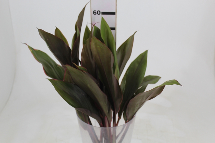 <h4>FOLHAGEM CORDYLINE PINK DIAMOND</h4>