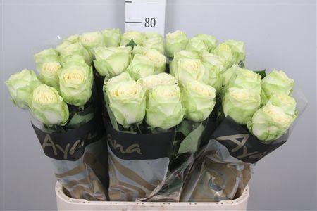 <h4>R Gr Hampshire!</h4>