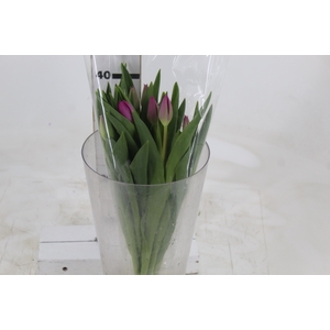 TULIPA ROSA ESCURO