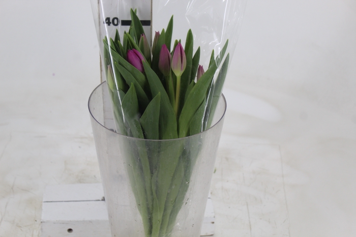 <h4>TULIPA ROSA ESCURO</h4>