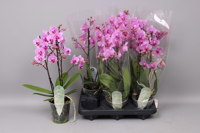 <h4>PHAL MF OV ROZE</h4>