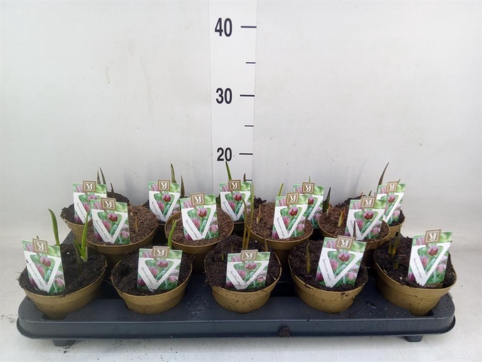 <h4>Fritillaria meleagris</h4>